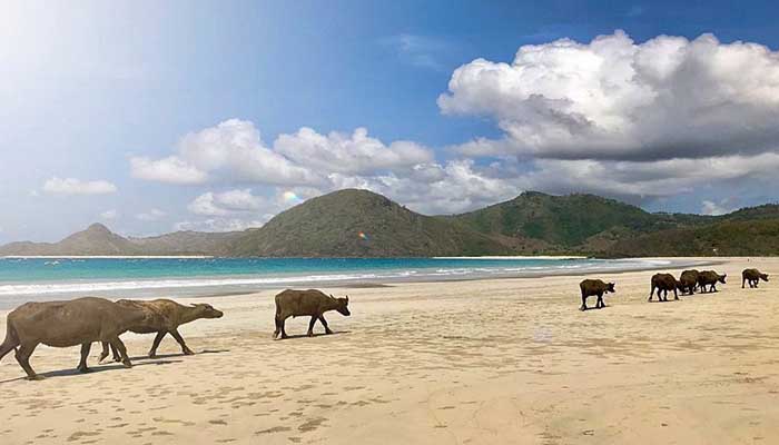 selong belanak lombok