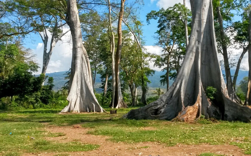 Wisata Pohon Purba Lombok